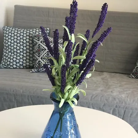 New Sunshine 普利莫顿