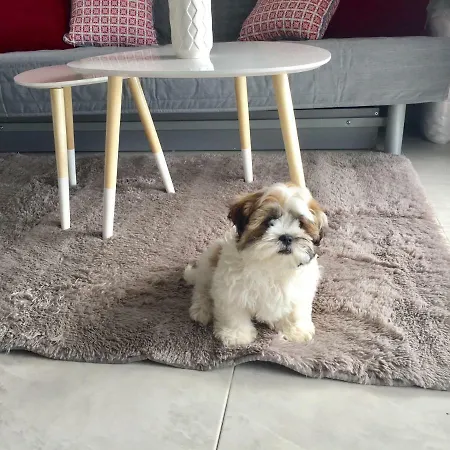 Apartment New Sunshine