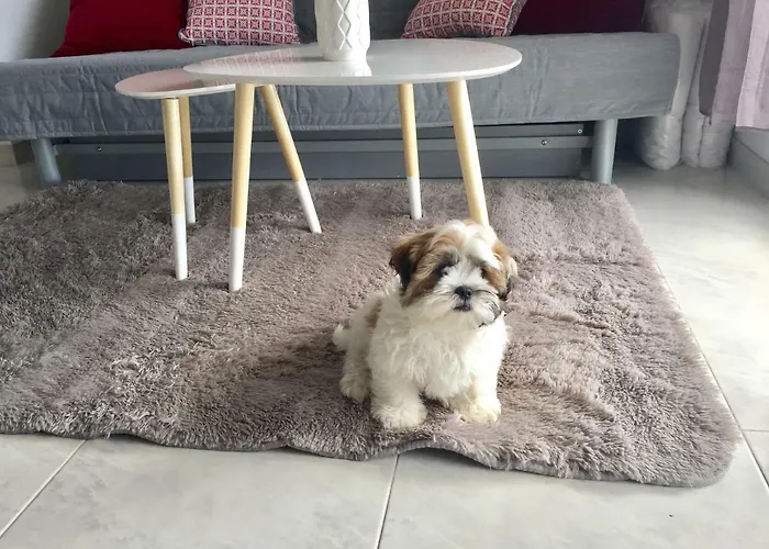 Apartman New Sunshine